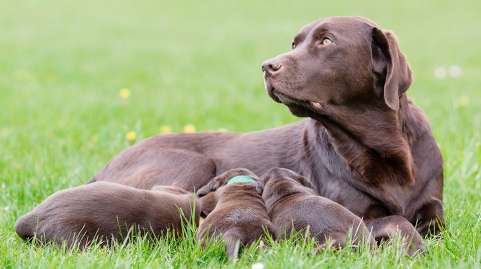 Nicht jeder Züchter ist für einen Labrador Retriever geeignet. Eine seriöse und liebevolle Zuchtstätte sind wichtig. (Foto: shutterstock - BIGANDT.COM)