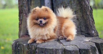 Pomeranian: das musst Du ihm geben, damit er Dich nie vergisst (Foto: shutterstock - KristinaSh)