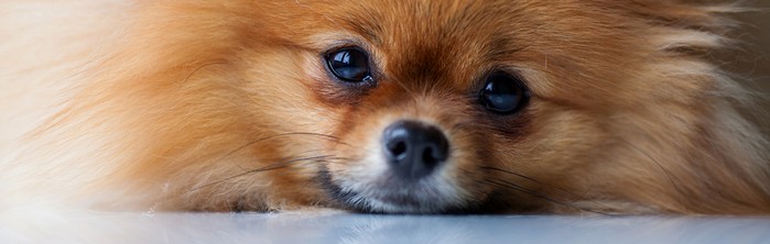 Die Anschaffung eines Pomeranian ist eine Entscheidung für 14-16 Jahre der Freude. (Foto: shutterstock - barinovalena)