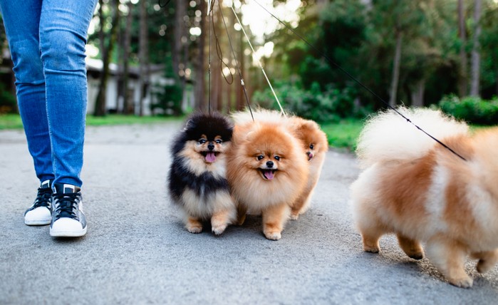 Das Aussehen des Pomeranian hat mit zu seiner Beliebtheit beigetragen. (Foto: shutterstock - hedgehog94)