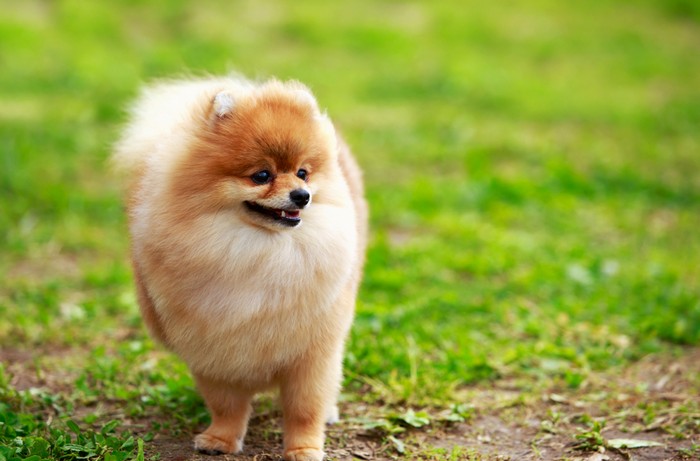 Der Pomeranian hat einen wunderbaren Charakter: weder ängstlich noch aggressiv - und er ist leicht zu erziehen. (Foto: shutterstock - Olga Aniven)