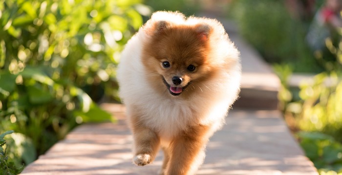 Die Geschichte des Pomeranian beginnt in der Steinzeit. (Foto: shutterstock - Popoudina Svetlana)