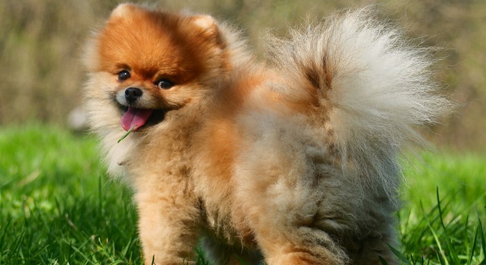 Bei der Aufzucht der Pomeranian-Welpen ist vor allem auf die Ernährung zu achten. (Foto: shutterstock - Tarakanbix)