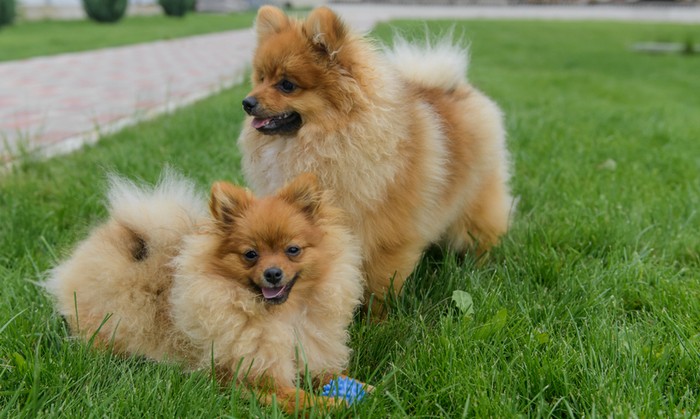 Beim Kauf eines Pomeranian sollte man bei der Wahl des Züchters sehr vorsichtig sein. (Foto: Shutterstock - Alla - Din) 