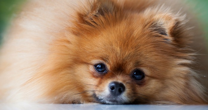 Die Anschaffung eines Zwergspitz will gut geplant sein. (Foto: shutterstock - barinovalena)