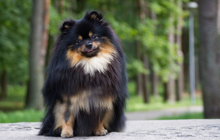 Der Charakter des Zwergspitz? Extrem Menschen bezogen. Und das tut beiden gut: der Fellkugel und dem Menschen. (Foto: shutterstock - Eve Photography)