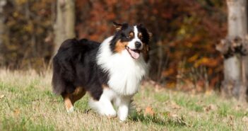 Australian Shepherd ( Foto: Shutterstock- Vera Zinkova_)