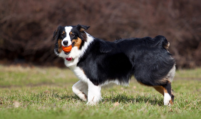 Als Besitzer eines Australien Shepherds hat man wie alle anderen Hundebesitzer einer mittelgroßen Rasse auch, nicht unerhebliche Kosten. ( Foto: Shutterstock- Sbolotova )