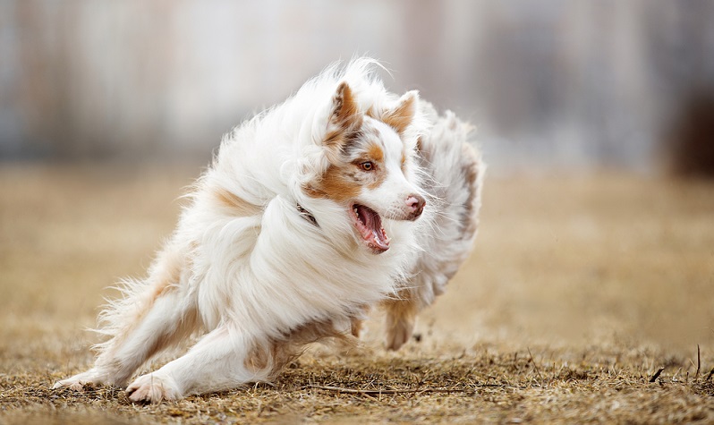 Der Australian Shepherd ist ein Hund mit einem inneren Auftrag. Als Hüte- und Treibhund von Schafen und Rindern gezüchtet, liegt es in seinen Genen zu Hüten. ( Foto: Shutterstock-Vivienstock)