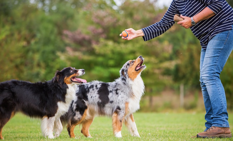 Mit einem Australian Shepherd sollte man eine gute Hundeschule besuchen, die sich auf Aussies spezialisiert hat oder sich zumindest mit der Rasse gut auskennt. ( Foto: Shutterstock-Christian Mueller )