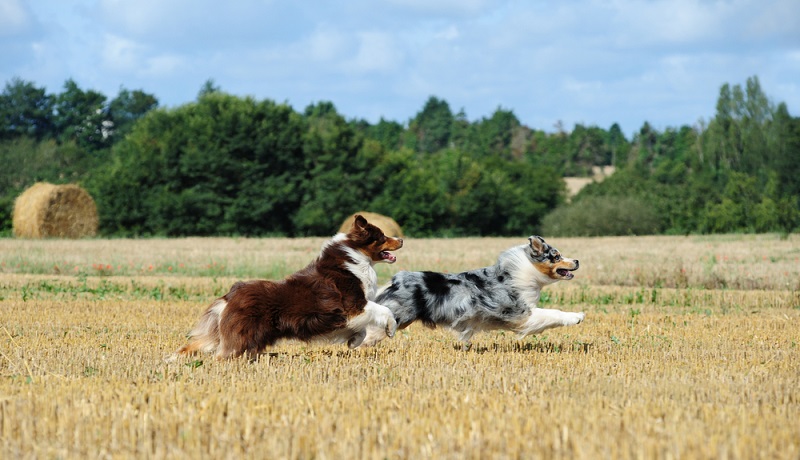 Der Australian Shepherd kommt gar nicht aus Down Under, sondern stammt aus Nord- und Westamerika. Der genaue Ursprung des Australian Shepherds ist nicht dokumentiert. ( Foto: Shutterstock-_Julia Remezova )