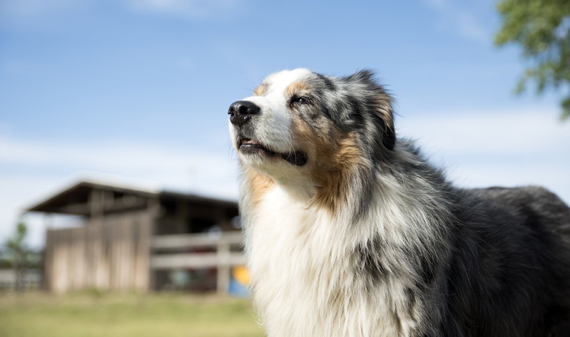 Für den sensiblen Australian Shepherd benötigt man nicht nur ausreichend Zeit, sondern auch einen ausgereiften, gradlinigen Charakter, der sich mit Hütehunden auskennt. ( Foto: Shutterstock-CatrionaC )