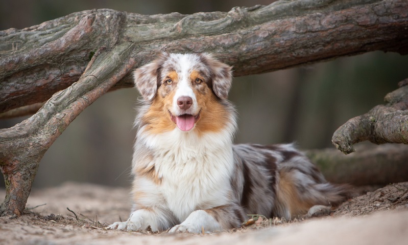 Auch die robusten Australian Shepherds haben mittlerweile einige rassetypische Erbkrankheiten, die durch unkontrolliertes Vermehren unseriöser Züchter entstanden sind. ( Foto: Shutterstock-pawlove.de )