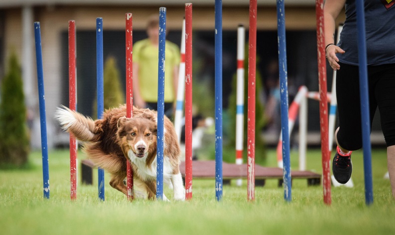 Australian Shepherd Welpen mit Papieren eines anerkannten Verbandes, werden von seriösen Züchtern zwischen 1.500,- und 2.000,- Euro verkauft. ( Foto: Shutterstock-dodafoto)