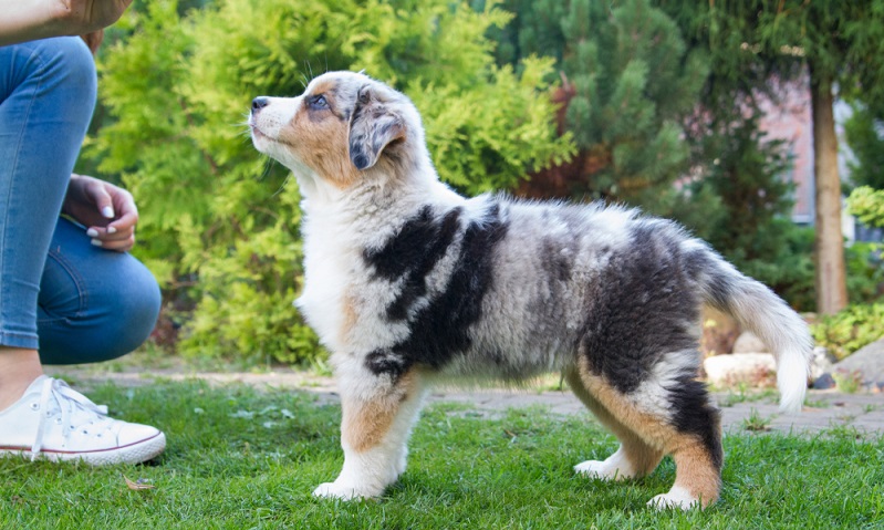 Aussie Welpen sind wie alle Hundewelpen kleine neugierige Rabauken. Sie wollen ihre Welt entdecken und können sich dabei selbst in Gefahr bringen. ( Foto: Shutterstock-Eve Photography)