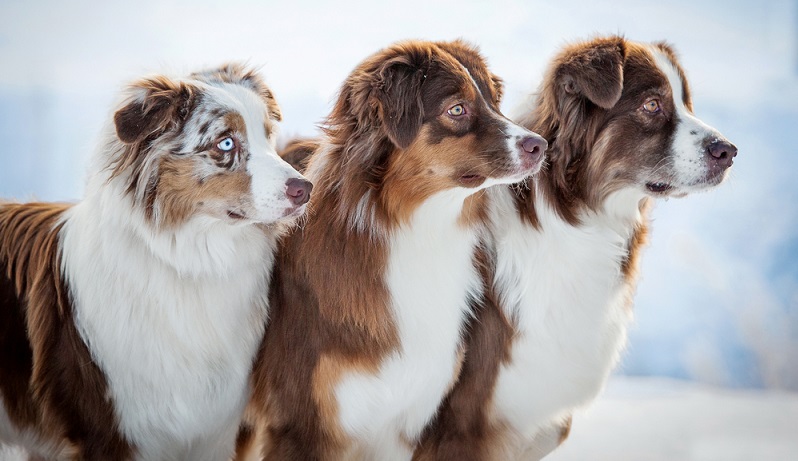 Man sollte sich die Zeit nehmen, mehrere Züchter zu besuchen. Hat man bei seinem ersten Besuch einen positiven Eindruck erhalten, sollte man diesen Eindruck durch weitere Besuche bestätigt bekommen. ( Foto: Shutterstock-Grigorita Ko)