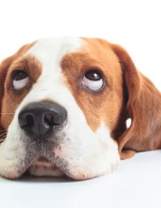 Beagle: so gewinnst Du sein Herz ( Foto: Shutterstock- Igor Normann_)