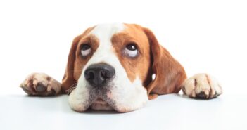 Beagle: so gewinnst Du sein Herz ( Foto: Shutterstock- Igor Normann_)
