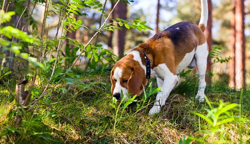 Beagle werden seit vielen Jahrhunderten als Jagdhunde gezüchtet. Die Meute-Jagd ist sein natürlicher Drang. ( Foto: Shutterstock- Igor Normann)