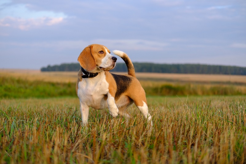 Der Beagle ist ein mittelgroßer Hund mit eher kurzen als langen Beinen. Der Beagle-Körper ist athletisch, kräftig und kompakt. ( Foto: Shutterstock-Alexey Androsov)