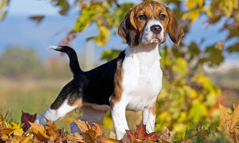 Der Beagle ist ein freundlicher, intelligenter, neugieriger und dem Menschen zugewandter Hund. (Foto: Shutterstock-Lenkadan)