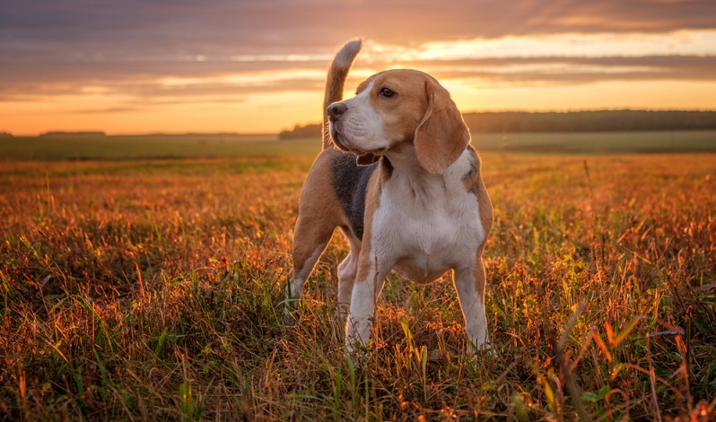 Der Beagle, beziehungsweise sein Vorfahre, wurde von den Nachkommen der Wikinger, den Normannen um 1066 bei der Eroberung Englands unter Wilhelm der Eroberer (? – 1087) mit auf die Insel gebracht. ( Foto: Shutterstock- Alexey Androsov )