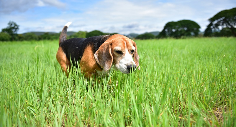 Der Beagle benötigt täglich mehrere Stunden Auslauf, egal wie das Wetter ist. Für Menschen, die sich gern und oft in der Natur aufhalten, ist der Beagle ein idealer Partner. ( Foto: Shutterstock- _Woot Khamkoon)