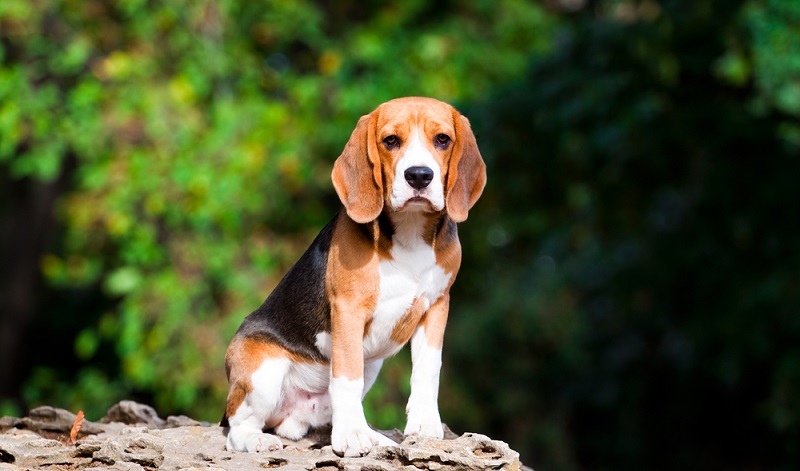 Der Beagle hat ein leicht zu pflegendes Haarkleid. Doch muss man wissen. Das der Beagle stark haart. ( Foto: Shutterstock-Sbolotova)