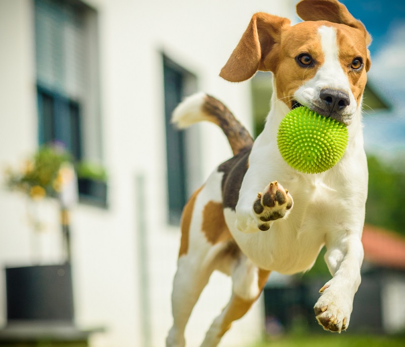 Beagle Welpen sind wie alle kleinen Hundewelpen richtig kleine Racker. ( Foto: Shutterstock-Przemek Iciak )