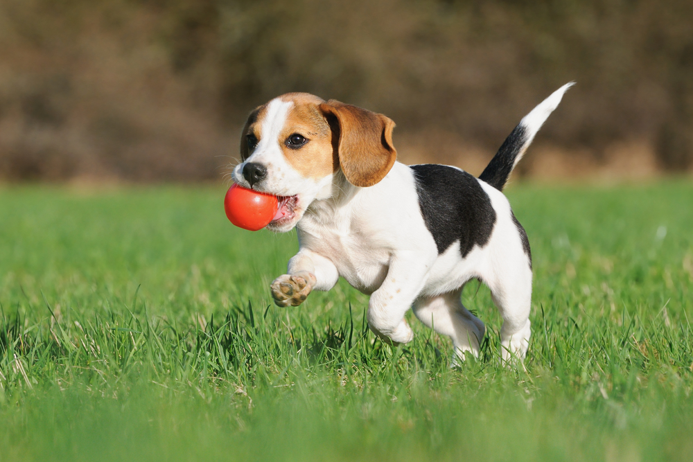  Bei einem seriösen Züchter, der gut auf die Gesundheit seiner Tiere und die Verpaarung der Elterntiere achtet, bekommt man keinen Hund zum Ramschpreis. ( Foto: Shutterstock-anetapics)