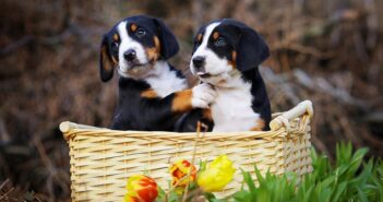 Berner Sennenhund: darum muss man dieses Landei lieben! ( Foto: Shutterstock-SubertT)