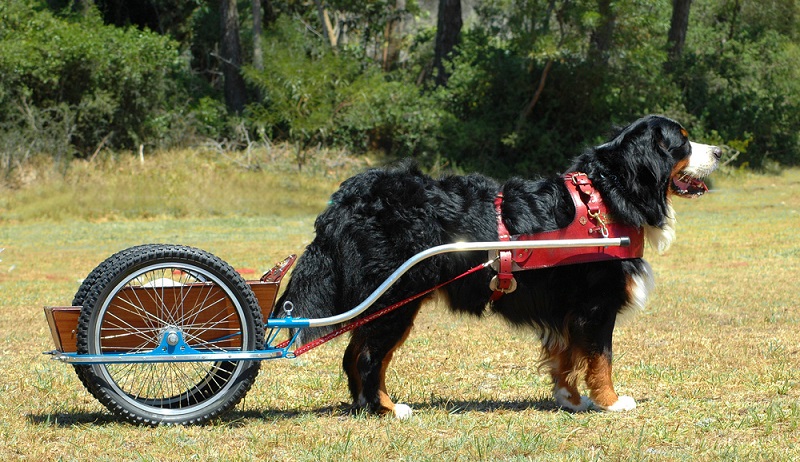 Wie bei vielen großen Hunderassen, liegt die Lebenserwartung beim Berner Sennenhund zwischen 7 und 10 Jahre. ( Foto: Shutterstock-_Anke van Wyk )