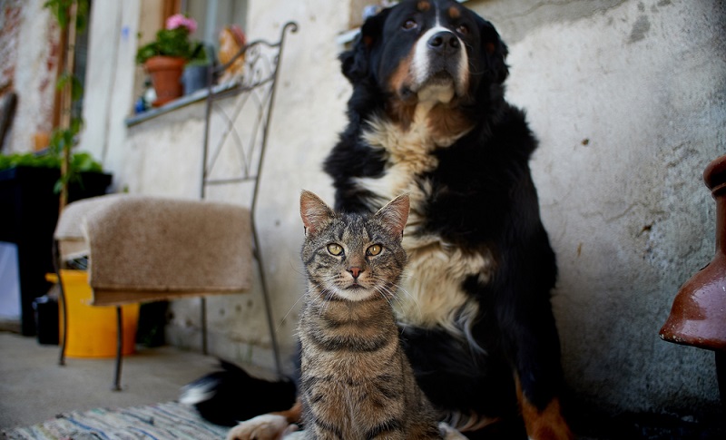 Der Berner Sennenhund ist ein großer Hund, der ausreichend Platz drinnen und draußen benötigt. Ein Haus mit Garten sollte vorhanden sein. ( Foto: Shutterstock-Sirius3001)