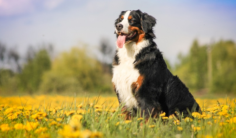 Den Berner Sennenhund kann man nicht übersehen. Die imposante Größe des Berner Sennenhundes und sein kräftiger Kopf fallen schon von weitem auf. ( Foto: Shutterstock-_Eve Photography)