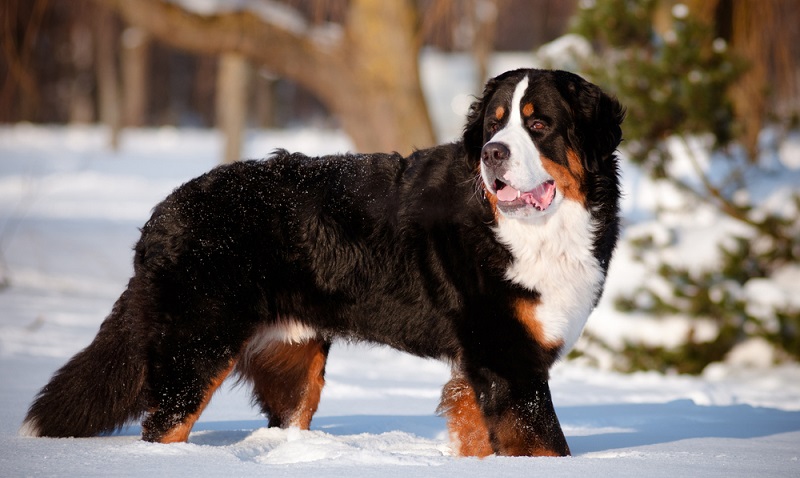 Das Temperament des Berner Sennenhundes ist eher gemächlich. ( Foto: Shutterstock- otsphoto )