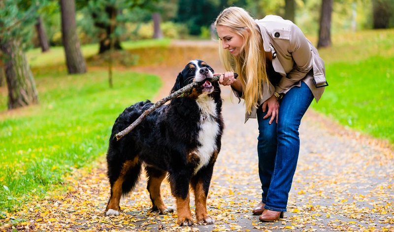Mit liebevoller Konsequenz und schmackhaften Leckerlis gelingt es aber auch Ersthundbesitzern einen Berner Sennenhund zu überzeugen und zu erziehen. ( Foto: Shutterstock- Kzenon _)