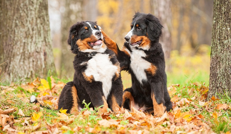 Die offizielle Heimat des Berner Sennenhundes ist heute das Berner Oberland in der Schweiz. Dort wurde der große, schwarz, braun, weiße Hund auf den Bauernhöfen, Almen und Sennen als Wach-, Treib- und Zughund eingesetzt. ( Foto: Shutterstock- Grigorita Ko)