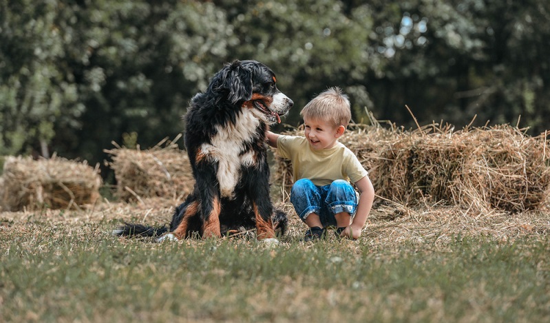 Als sehr menschenbezogener Hund mag er auch nicht lang allein sein. Für Familien mit Kindern eignet sich der Berner Sennenhund gut. ( Foto: Shutterstock-Djordje Ognjanovic)