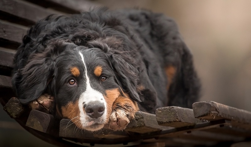 Hitze macht dem Kreislauf des schweren Hundes mit dem dicken Fell zu schaffen. Das üppige Fell des Berner Sennenhundes muss mehrmals die Woche gebürstet werden, um Verfilzungen vorzubeugen und den Glanz des Felles zu erhalten. ( Foto: Shutterstock-_xkunclova)