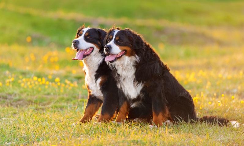 Hat man einen Züchter gefunden und einen Besuchstermin vereinbart, heißt es aufmerksam bleiben und dem Züchter im Gespräch auf den Zahn fühlen. ( Foto: Shutterstock- Kwadrat)