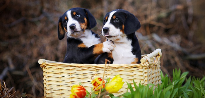 Berner Sennenhund: darum muss man dieses Landei lieben! ( Foto: Shutterstock-SubertT)