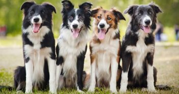 Border Collie: So wird er Dein treuester Freund ( Foto: Shutterstock-_Ksenia Raykova)