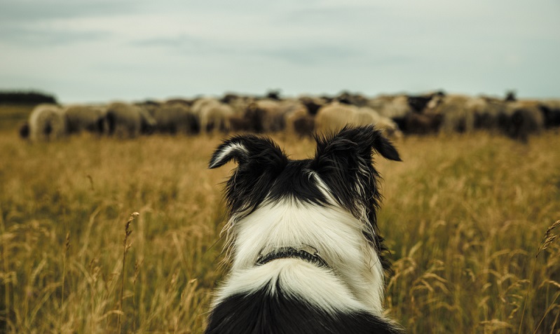 Der Border Collie ist kein Hund, der sich als Begleiter fürs Spazierengehen, Radfahren oder Joggen zufriedengibt. ( Foto: Shutterstock-dm-visign )