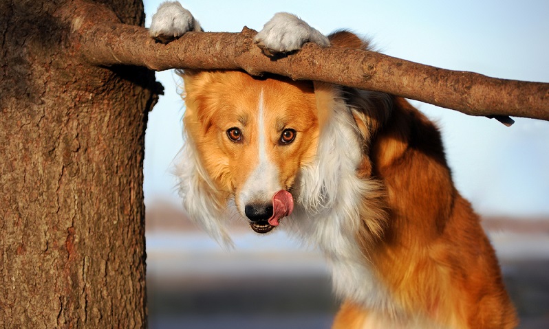 Holt man sich einen Border Collie ins Haus, hat man eine besonders große Verantwortung für ein Hundeleben. Border Collies sind hoch spezialisierte Hütehunde, die seit Jahrhunderten ausschließlich für das Hüten von Schafen gezüchtet worden sind. ( Foto: Shutterstock- Ksenia Raykova)