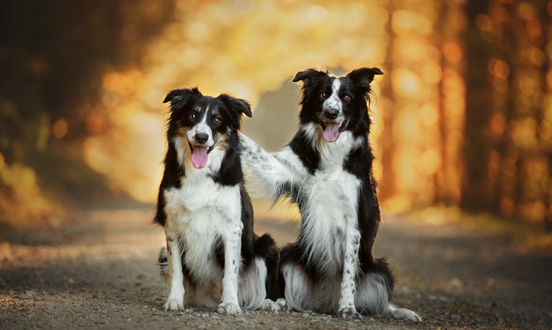 Der sensible Border Collie ist dank seiner extrem guten Auffassungsgabe ein Hund, der schnell lernt. Wichtig ist das man als Rudelführer seine Stellung im Mensch-Hund-Team sanft, aber konsequent einfordert. ( Foto: Shutterstock- Lelusy)