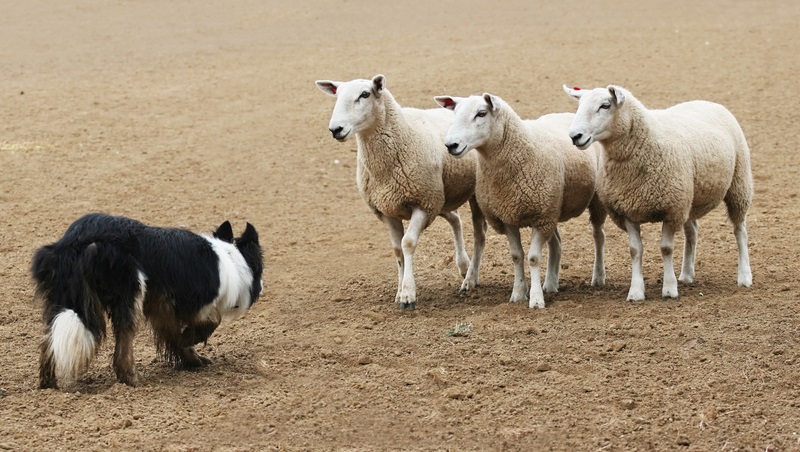 Den Border Collie wie man ihn heute kennt, wurde gezielt erst gegen Ende des 19. Jahrhunderts gezüchtet. ( Foto: Shutterstock-Katrina Leigh )