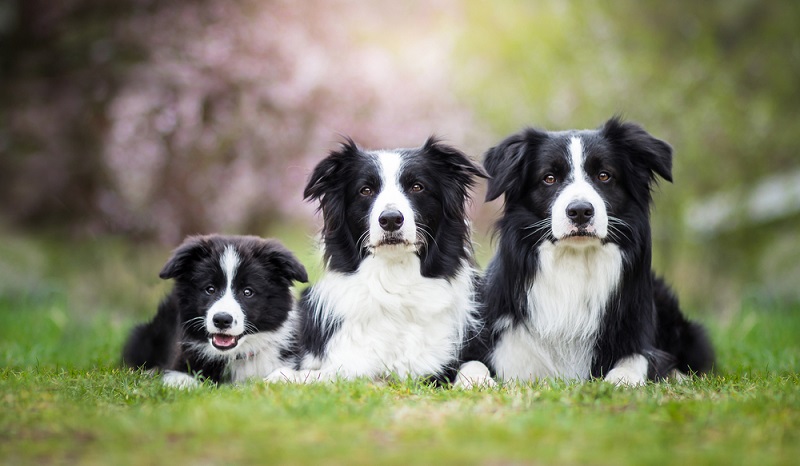  Wenn der Border Collie physisch und psychisch ausgelastet wird, er seinen natürlichen Hütetrieb vollends ausleben kann, hat man abends einen zufriedenen und ausgeglichenen Border im Haus. ( Foto: Shutterstock-xkunclova )