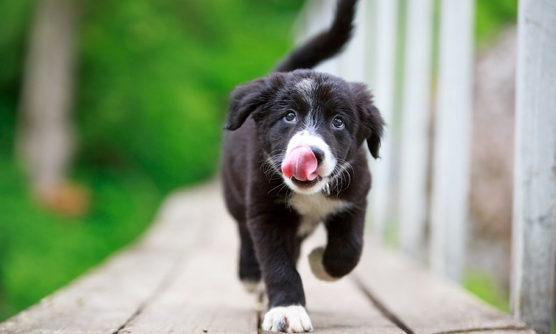 Wenn der Border Collie Welpe nicht im Schafstall sondern im Haus leben soll, sind einige Dinge zu beachten. Auch der Border Collie Welpe ist wie alle Hundewelpen ein entdeckungslustiges Kerlchen. ( Foto: Shutterstock-DragoNika)