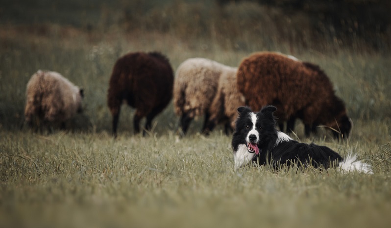 Verantwortungsvolle Border Collie Züchter schauen sich die zukünftigen Border-Halter gut an. ( Foto: Shutterstock-Julia Siomuha )