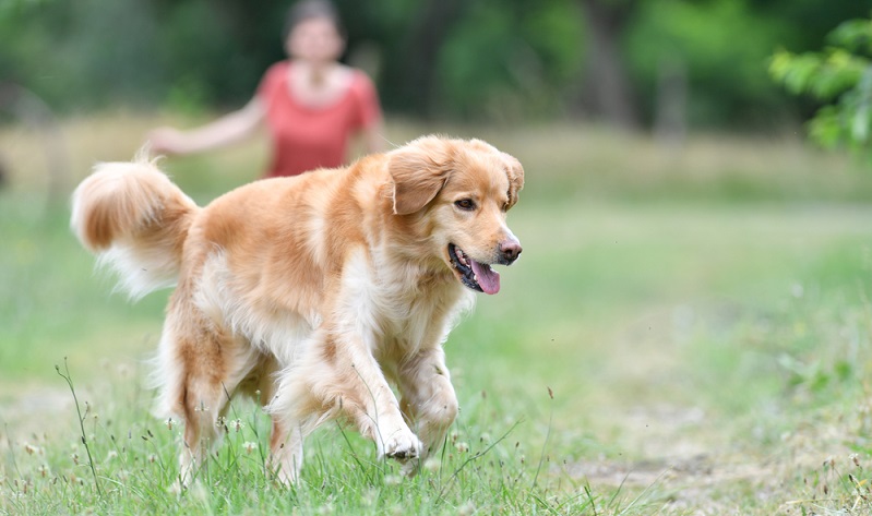 Bereits vor der Anschaffung sollte man die Gesetze zur Hundehaltung in seinem Bundesland gut kennen. ( Foto: Shutterstock-goodluz )